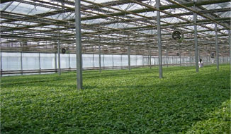 ���ðl(f��)����|�ӟᱣ�صğo������ֲ��Ч��