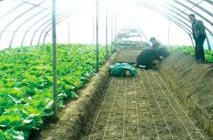 �߲˴���Nֲ�ӟᱣ�؈D