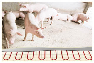 �����B(y��ng)ֳ����